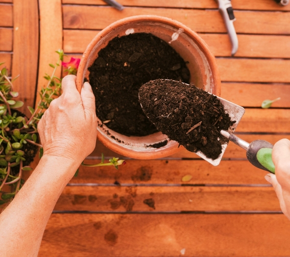 Rooting Hormone Powder for Faster Root Growth and Development | Stem Propagation Powder