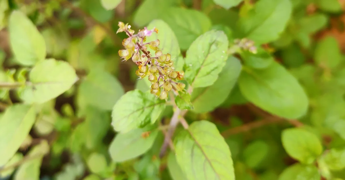 Tulsi (Ocimum tenuiflorum)