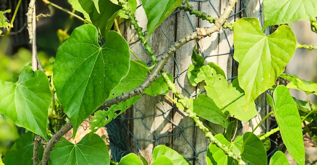 Giloy (Tinospora cordifolia)