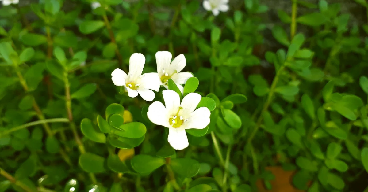 Brahmi (Bacopa monnieri)