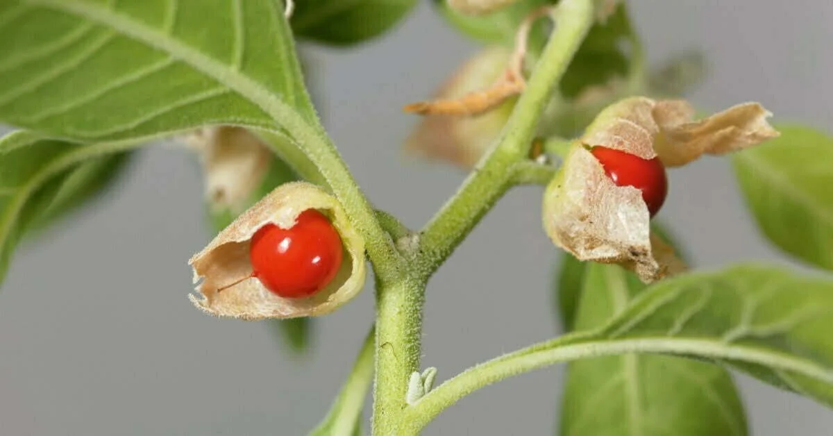 Ashwagandha (Withania somnifera)