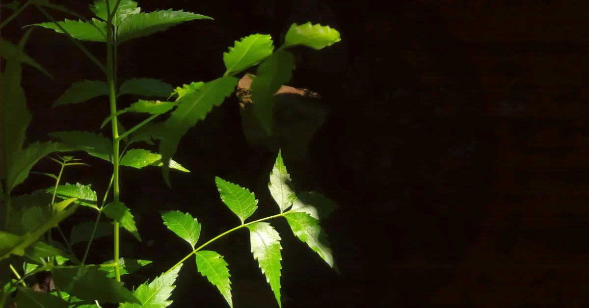 neem tree neem leaves