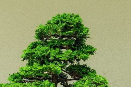 Image of a beautiful bonsai tree with green leaves and brown branches, standing in a pot. The image is titled 'Bonsai Main Image'.