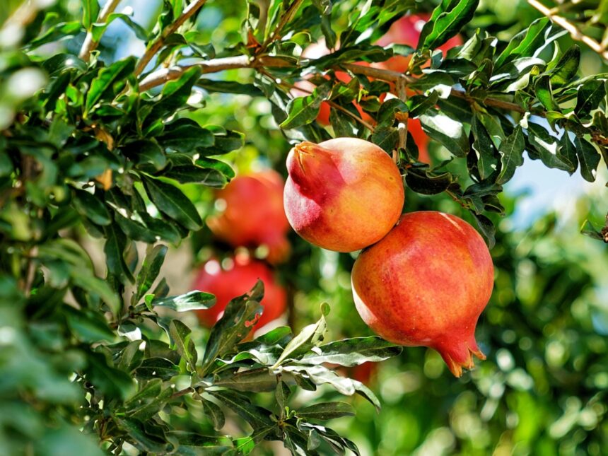 pomegranates in containerspomegranates in containers