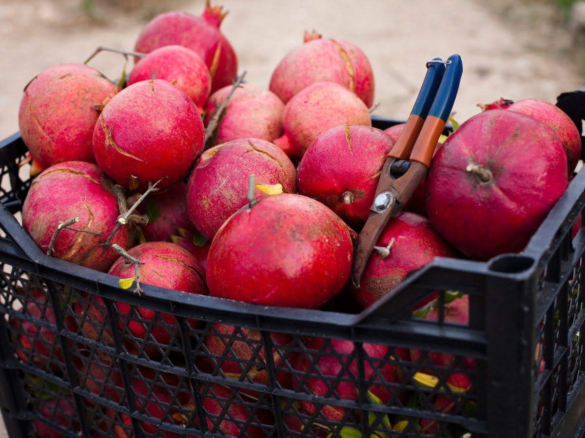 Growing Pomegranates in Containers