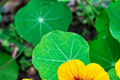 cropped-Nasturtium.jpg