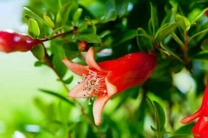 Growing Pomegranates in Containers