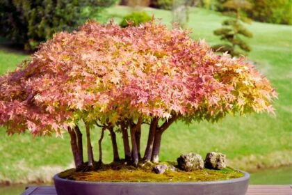 maple bonsai