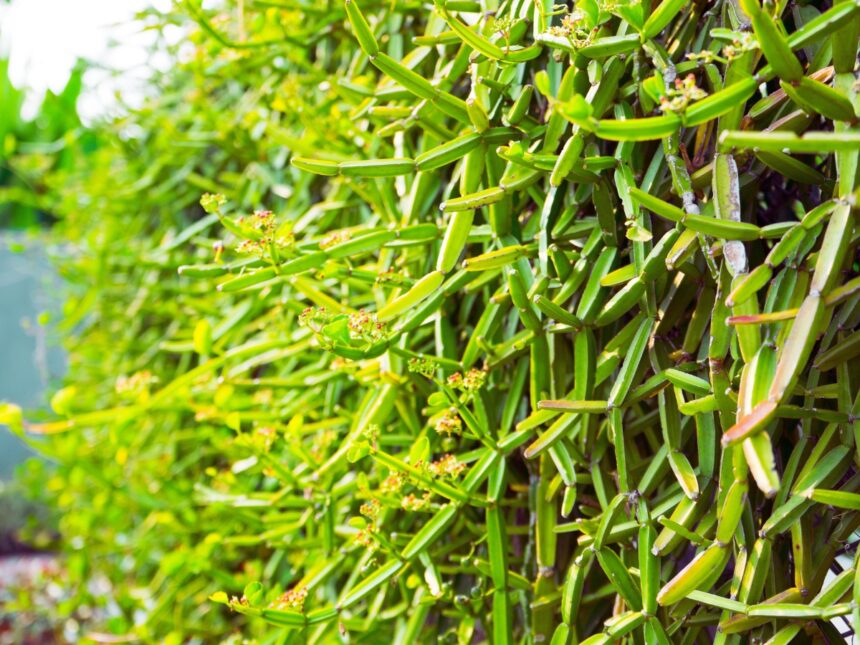 Veld Grape Plant (Cissus quadrangularis)