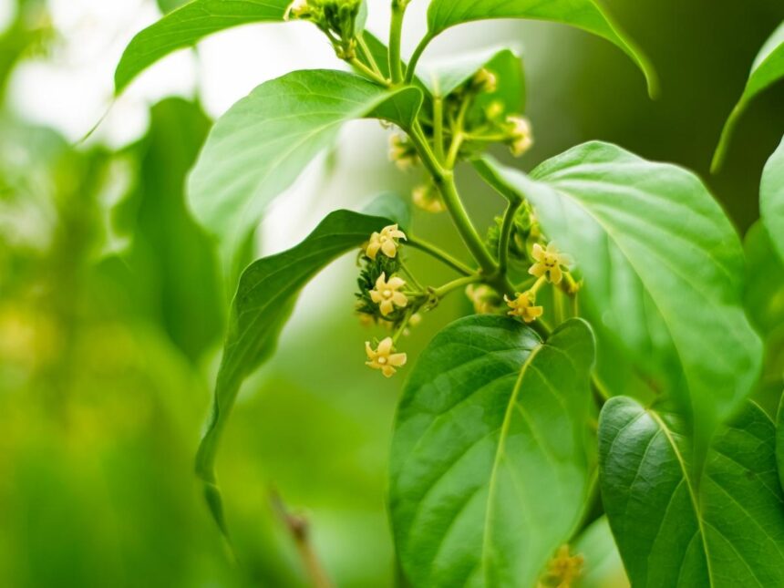 gurmar plant (Gymnema Sylvestre)