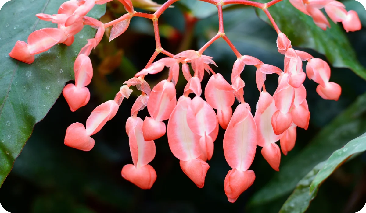 Cane-like begonia