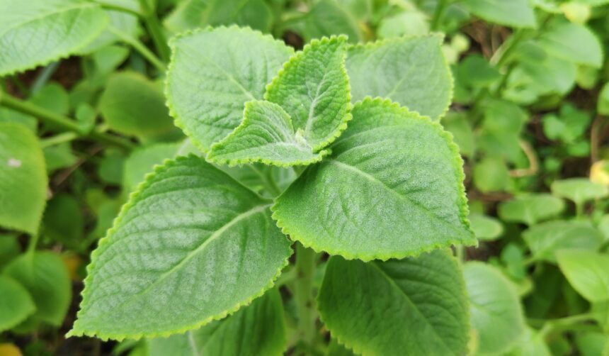 Indian Borage Plant ajwain plant