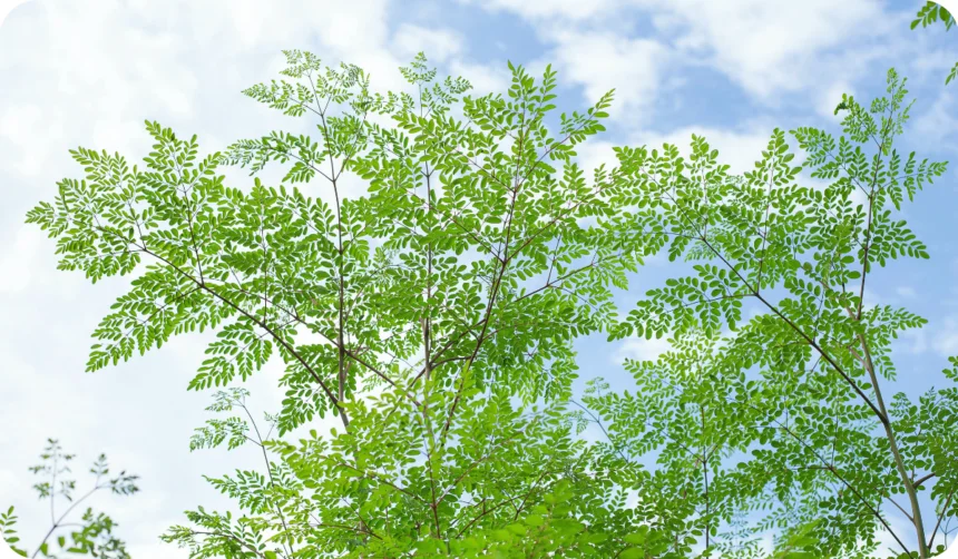 Munga Moringa Oleifera Tree