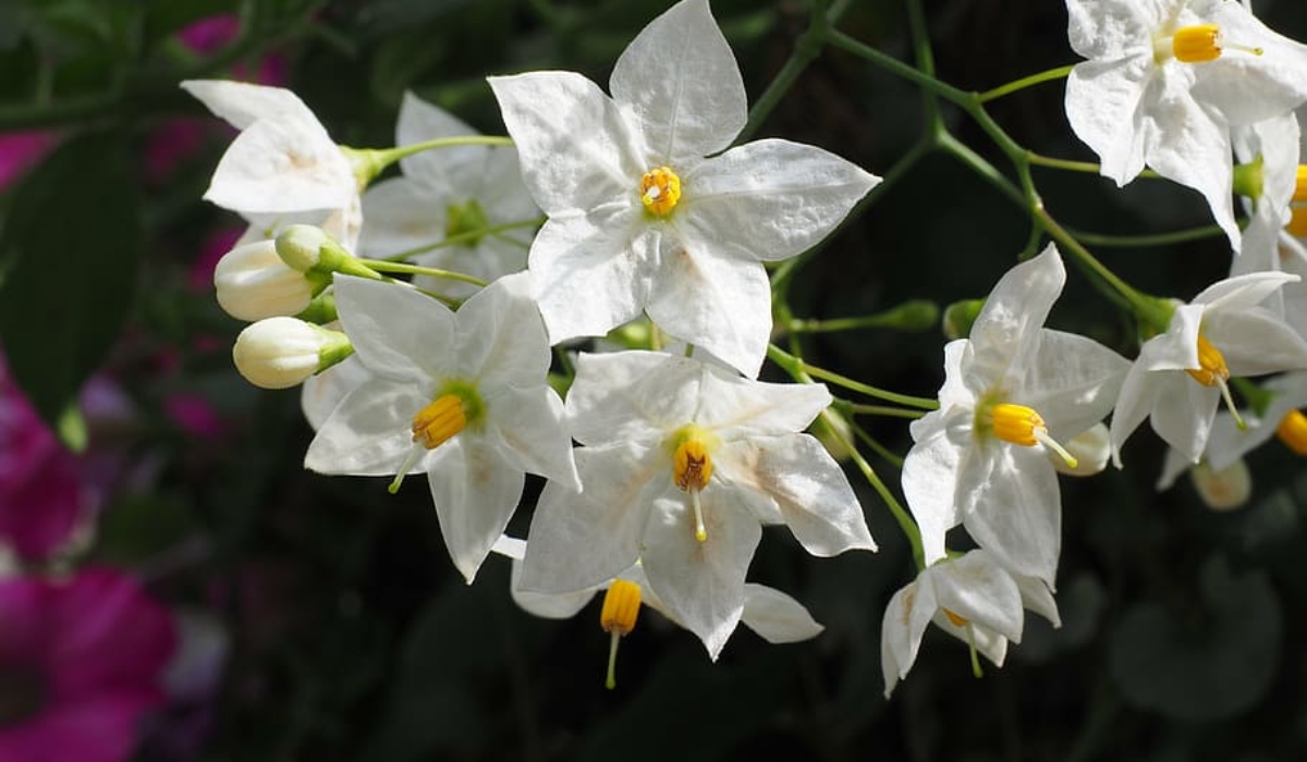 Night-Blooming Jasmine Raat ki rani plant