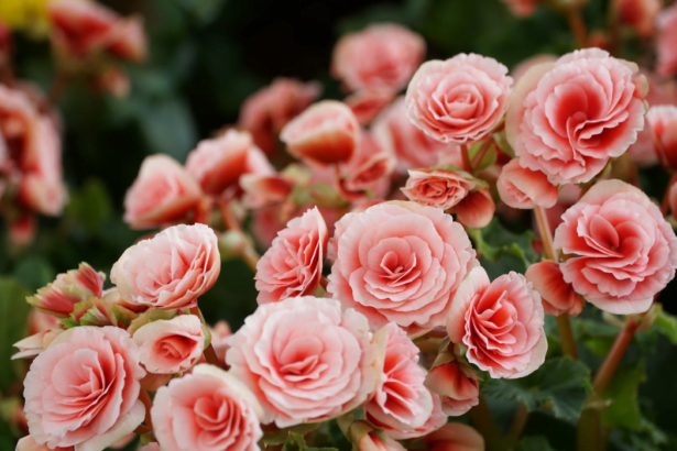 Numerous Bright Flowers of Tuberous Begonias (Begonia tuberhybrida)