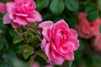 Rose - Flowering Outdoor Plants