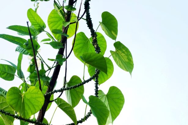 Vegetable and Herb, Tinospora Cordifolia, Guduchi, Giloy or Heart Leaved Moonseed Plant. Use in Traditional Medicine to Treat Various Diseases.