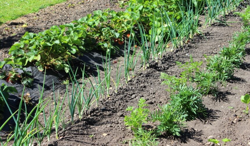 vegetable varieties - succession planting