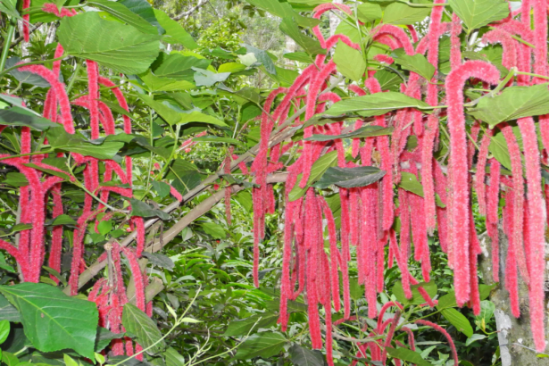 Amaranth (Amaranthus caudatus) tropical plant in Kerala Kochi - Featured Image