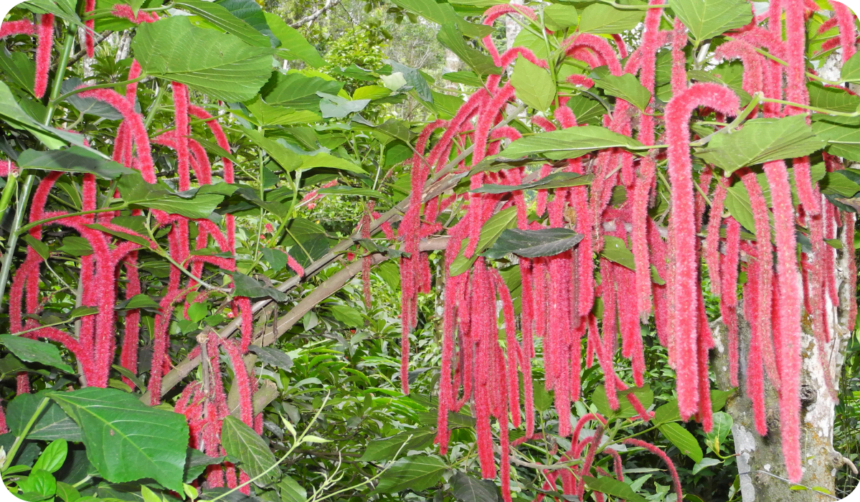 Amaranth (Amaranthus caudatus) tropical plant in Kerala Kochi - Featured Image