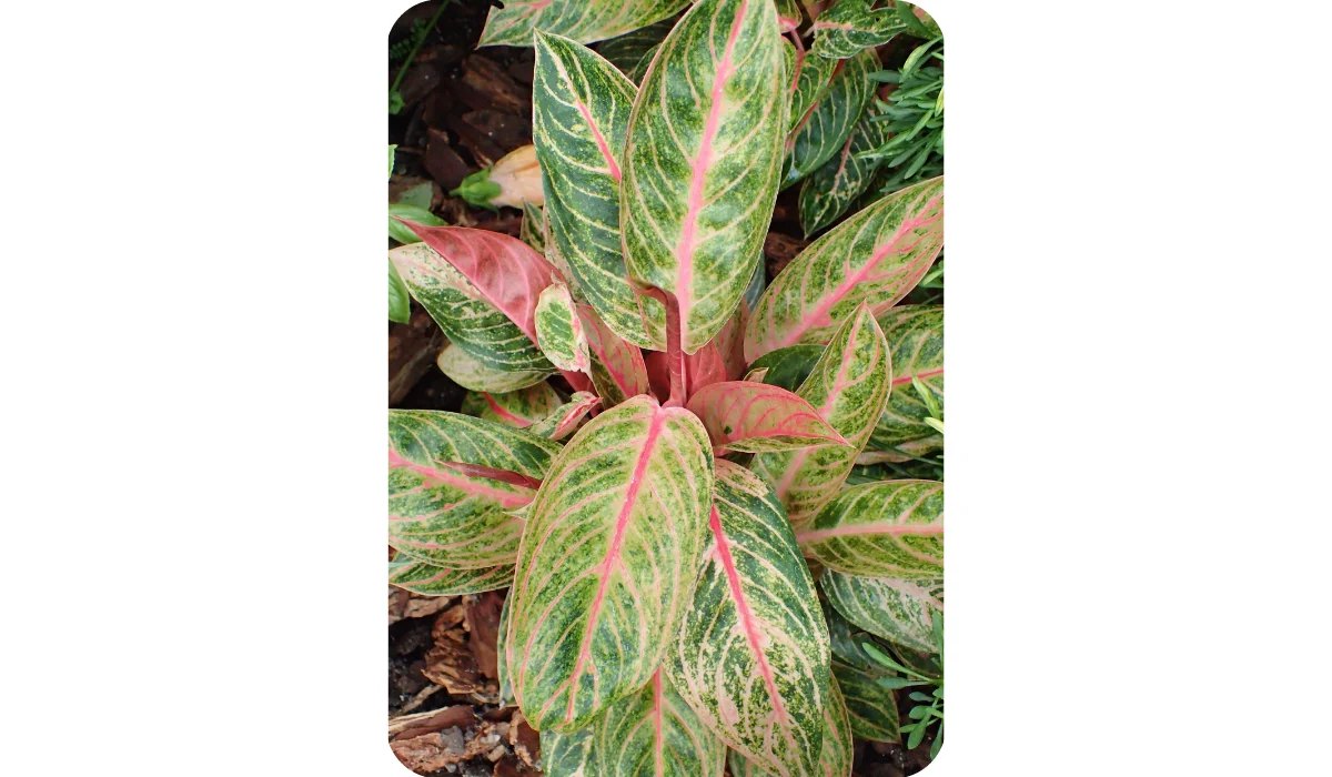 Aglaonema Golden Passion Golden Bay