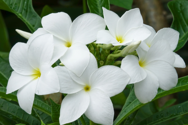 Beautiful Tropical White Flowers Plumeria Champa On A Background Of Green Leaves