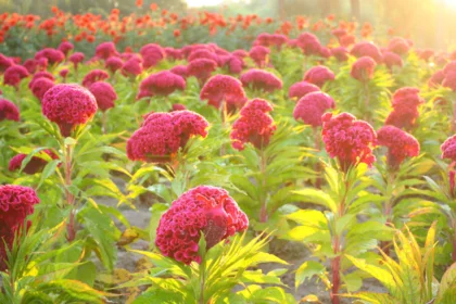 Commercial CocksComb Farming