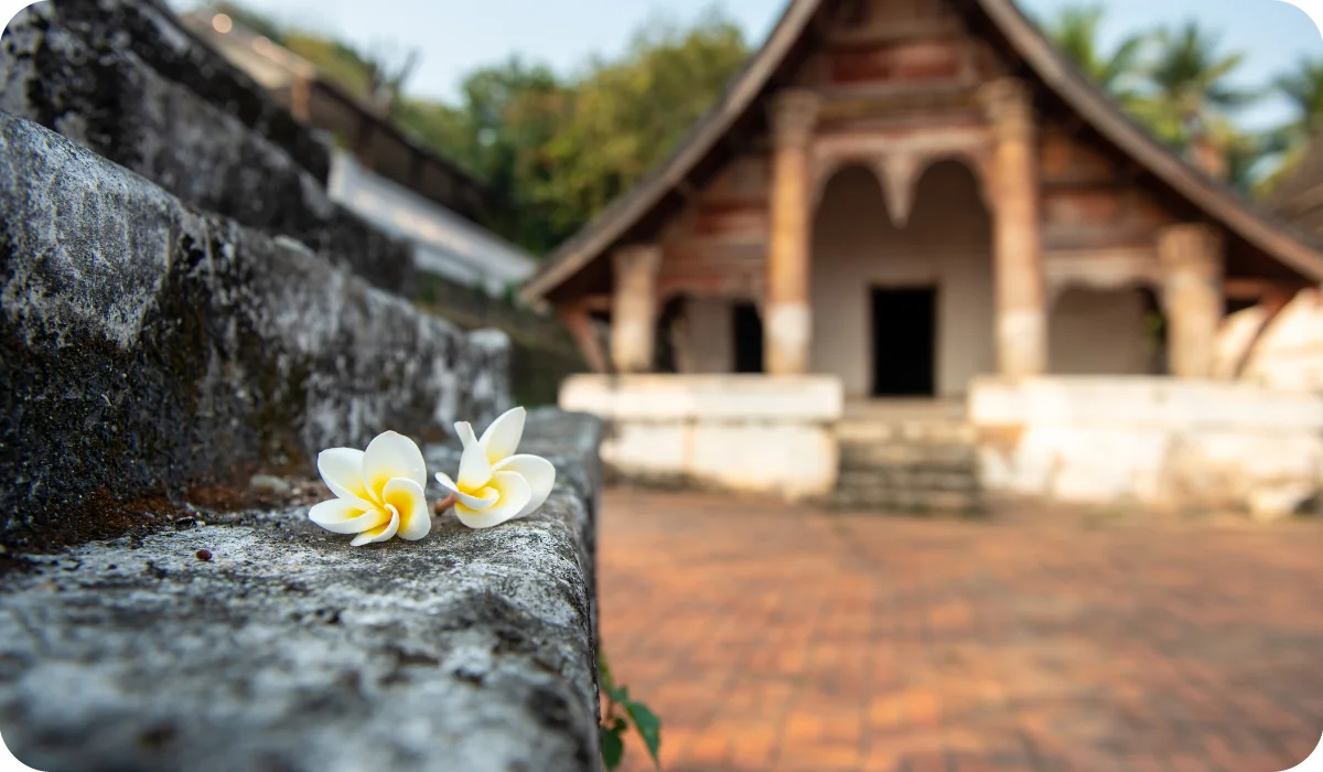 Fun Fact "Plumeria flower is the national flower of Laos"
