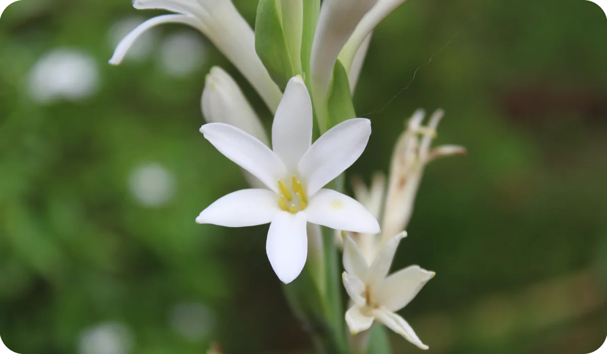 Polianthes tuberosa flowers, Tuberose on natural background.It is a perennial plant related to the agaves, extracts of which are used as a note in perfumery.In India it is called rajnigandha.