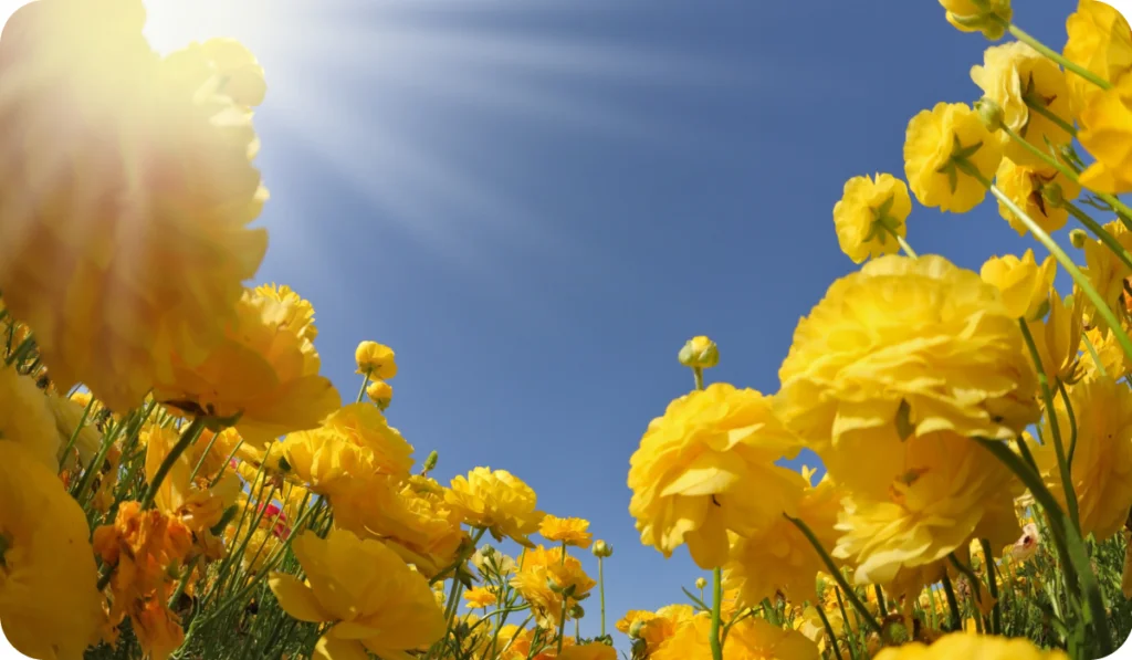 Picturesque field of beautiful yellow buttercups ranunculus