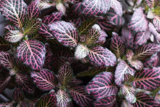 Purple Fittonia Nerver Plant Verschaffeltii