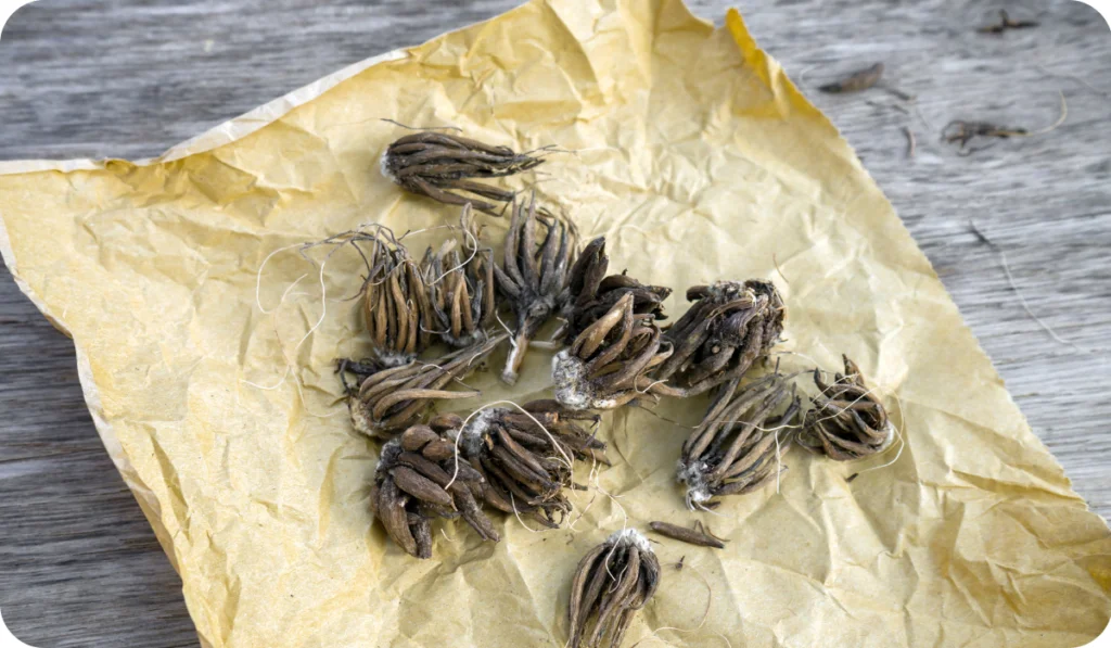 Ranunculus flower bulbs tubers on paper ready for sowing