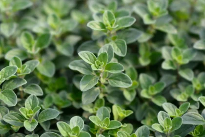 Sweet marjoram leaves - Latin name - Origanum majorana