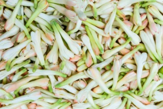 Tuberose or Rajnigandha Featured Image