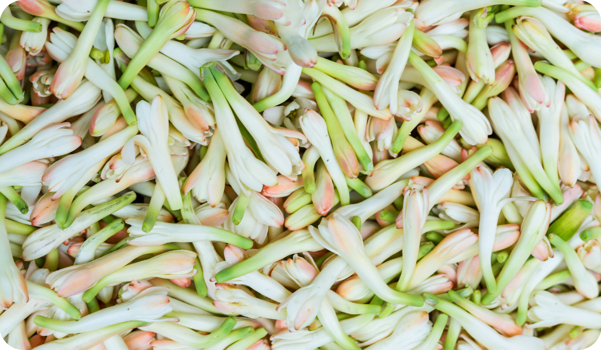 Tuberose or Rajnigandha Featured Image