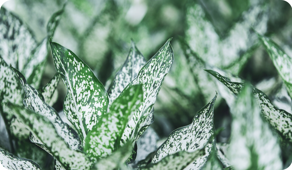 Variegated foliage of Aglaonema houseplant in a nursery greenhouse. Vibrant green and white. Exotic tropical ornamental houseplant. Close-up. Selective focus.