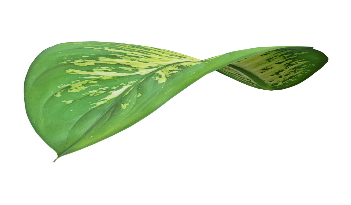 aglaonema tropical leaf
