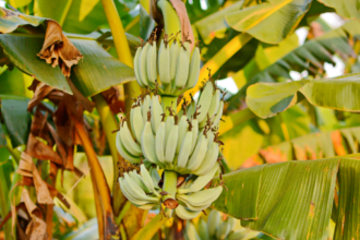 Banana Plant Anatomy - Bunch ripening bananas tree