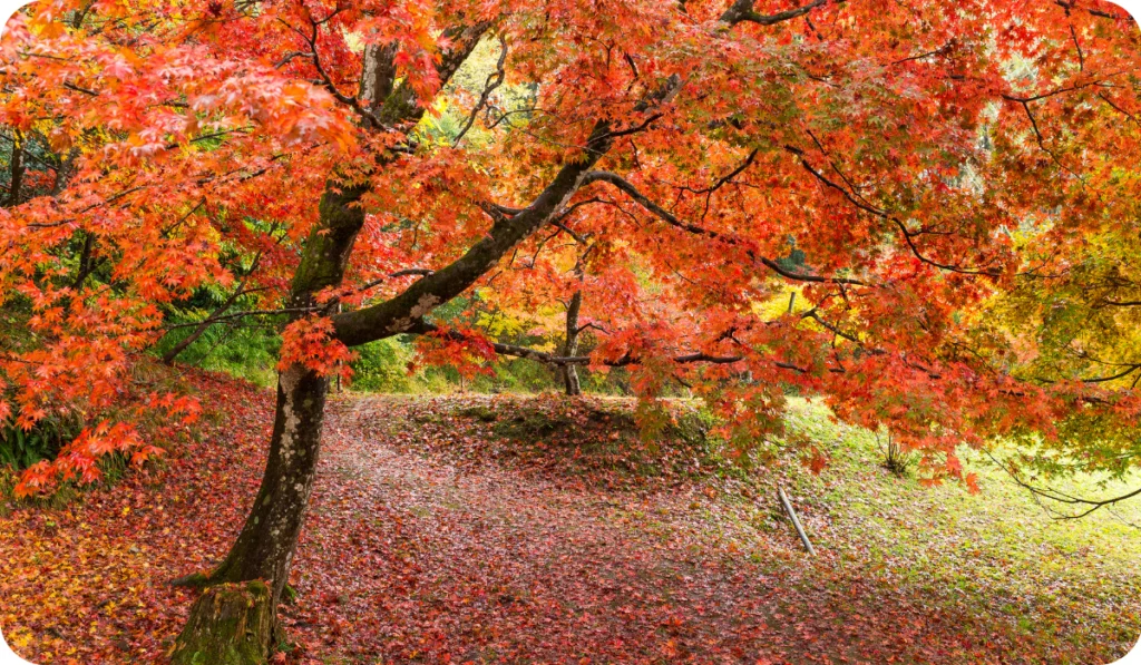 Maple Trees