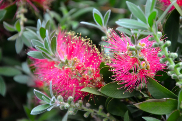 Beautiful fresh flowers of Calliandra haematocephala plant. Albizia. Mimosa. Calliandra eriophylla flower.