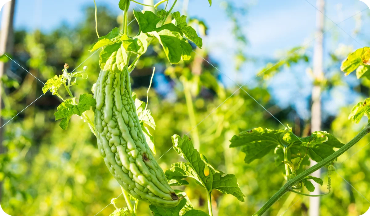 Bitter gourd Karela in farm cultivation