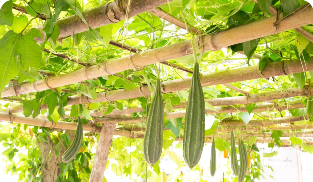 Bitter gourd plants in a farm