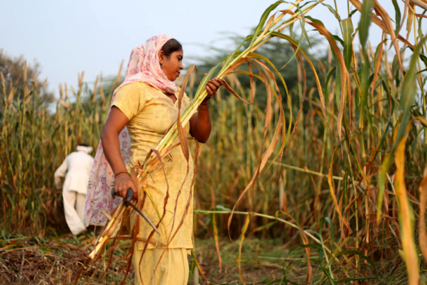 Farmer harvesting pearl millet outdoor in the field during springtime in Uttar Pradesh