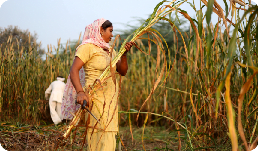 Farmer harvesting pearl millet outdoor in the field during springtime in Uttar Pradesh