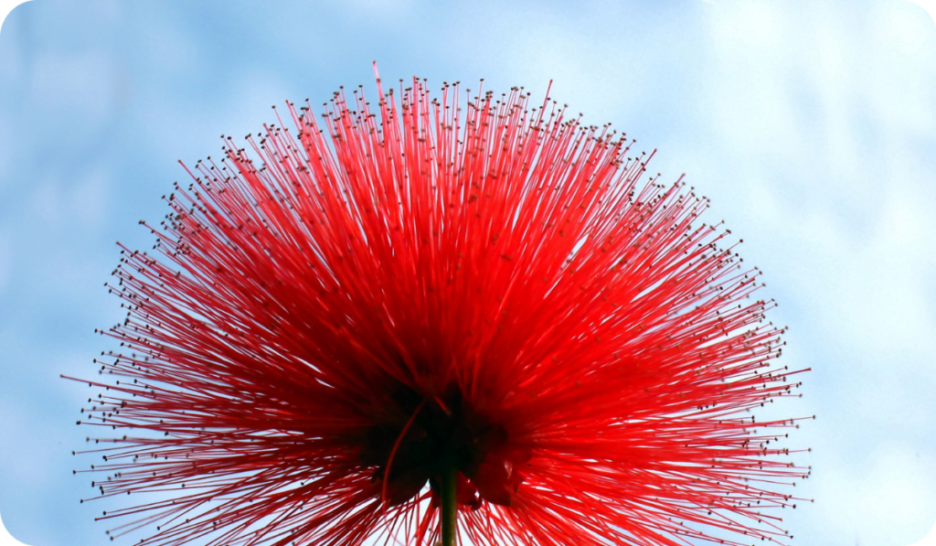 Flower of Calliandra Haematocephala - Red Powder Puff