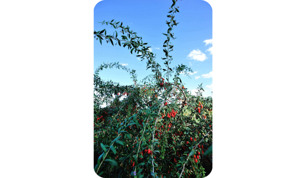 Goji berries Commercial farming