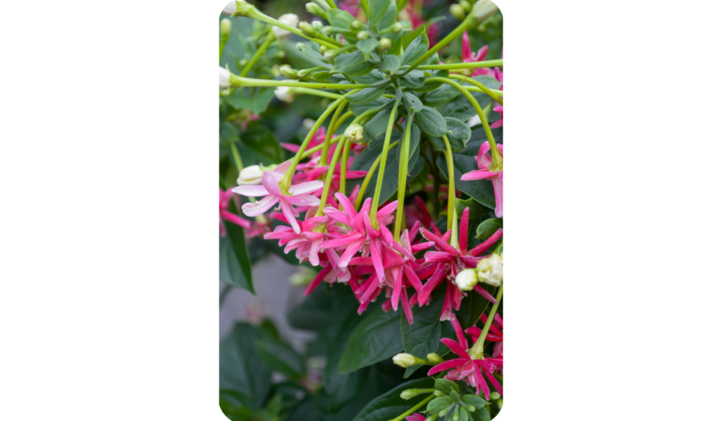 Pink Rangoon Creeper Flower in Garden