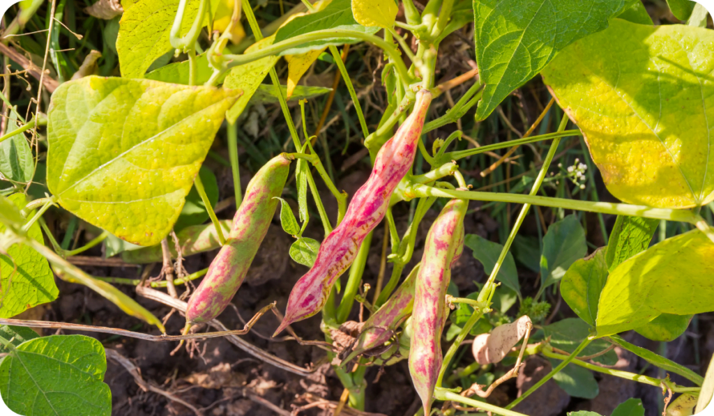 Rajma Plant