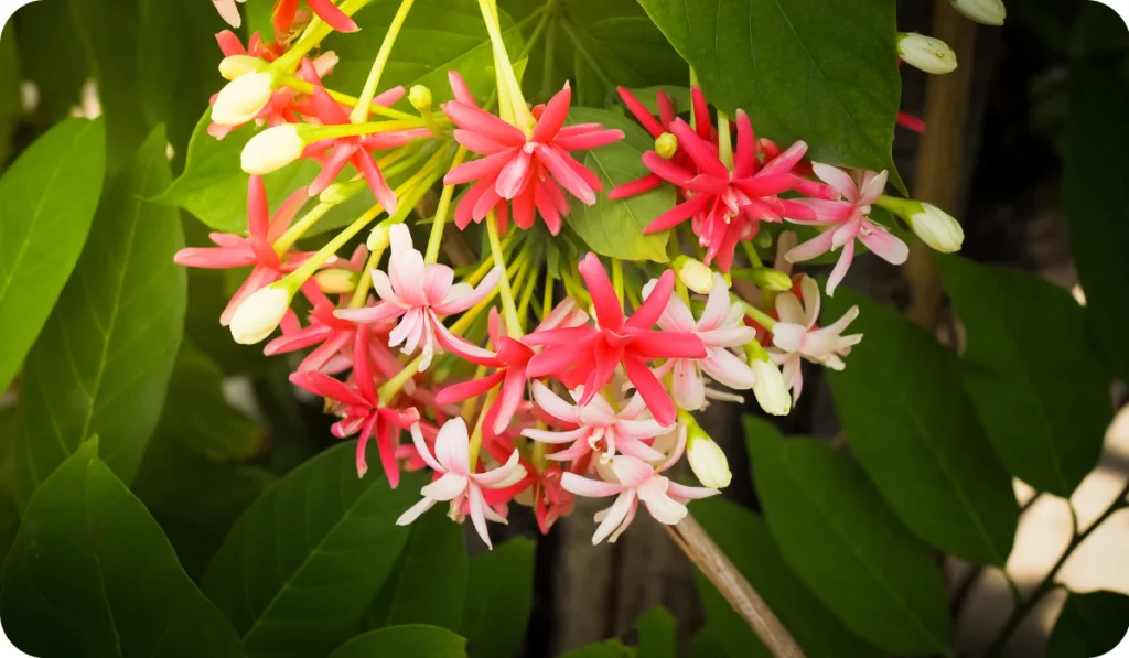 Quisqualis Indica Flower Plant , Chinese Honeysuckle, Rangoon Creeper or Combretum Indicum