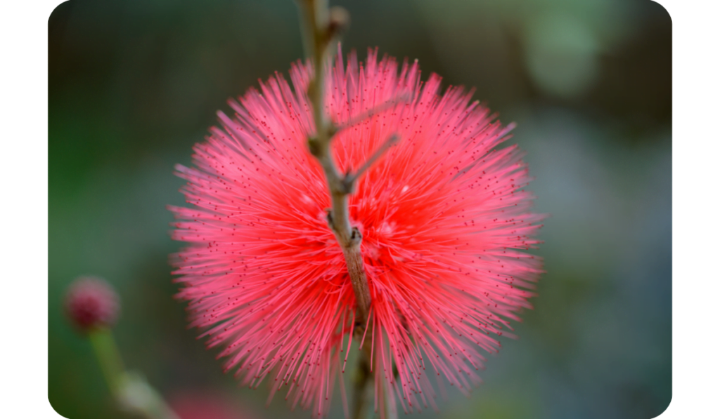 Red powderpuff blooming